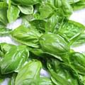 fresh basil leaves