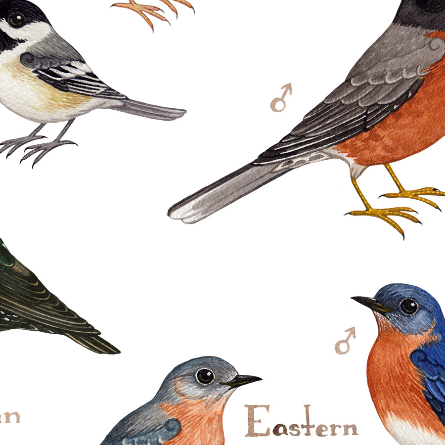 Illustrated bird species in a field guide